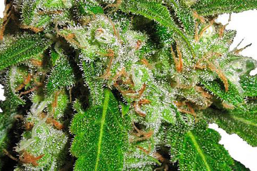 Yeni uyuşturucu belası: Skunk