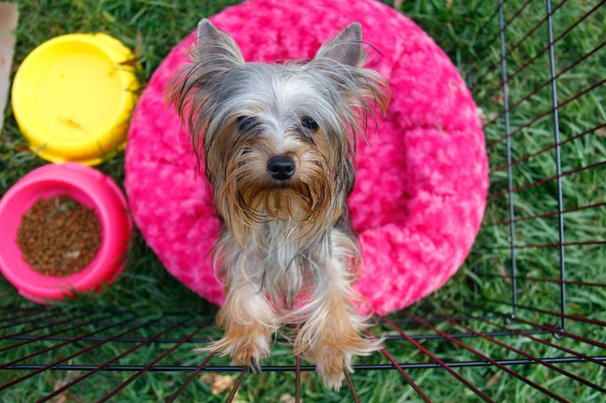 ACW-AVKIF Avrupa Köpek Irkları Şampiyonası