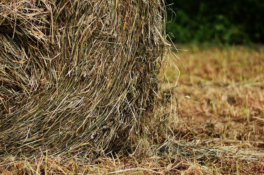 Şanzelizeye saman döktüler