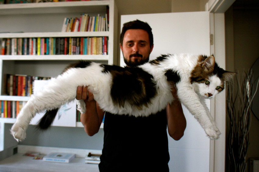 7,5 kiloluk kedi görenleri şaşırtıyor