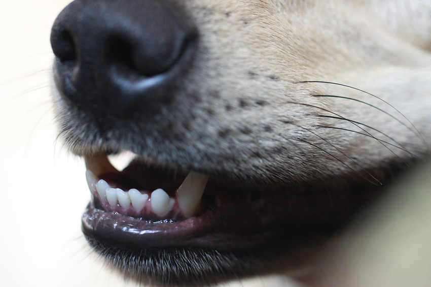 Sokak köpekleri Oxford Üniversitesi profesörünü yedi!
