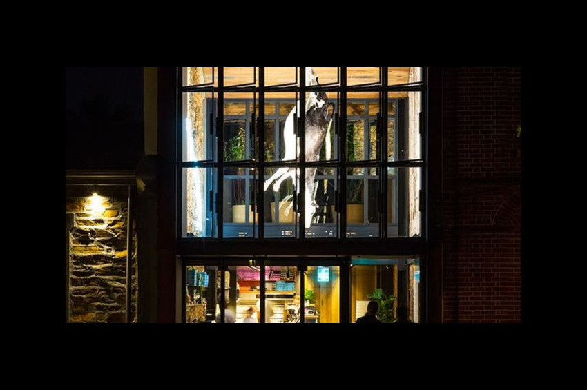 Restoranın ortasına doldurulmuş inek astılar!