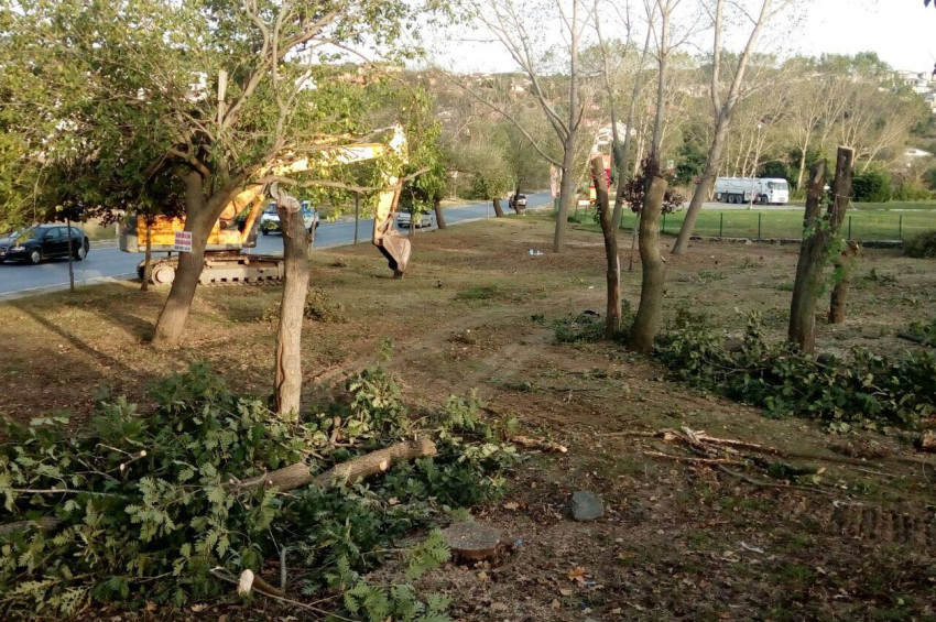 Sarıyer Belediyesinin diktiği ağaçları İBB söktü!