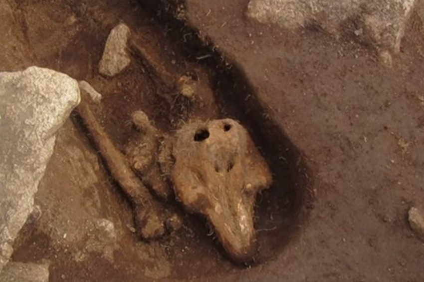 İnsan mezarına gömülen yunus balığı bulundu