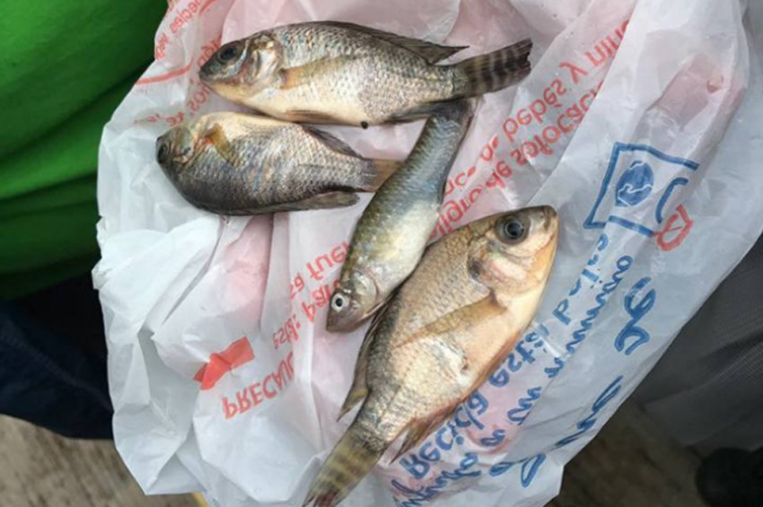 Meksikada gökten balık yağdı