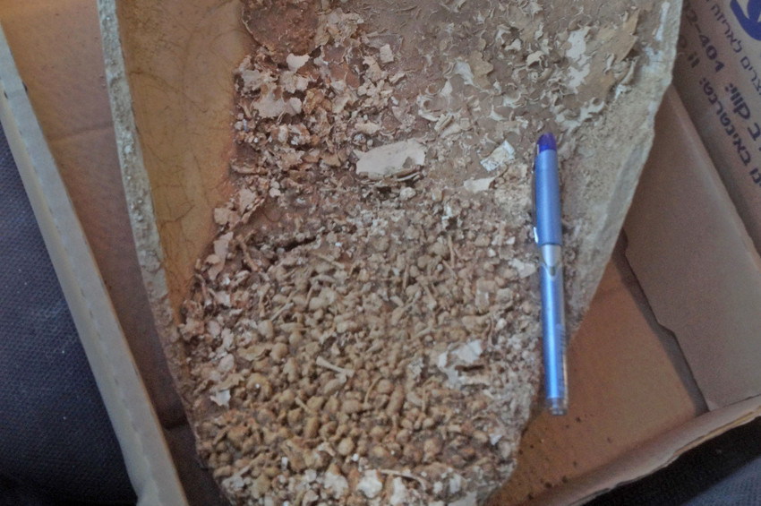 4 bin yıllık mezar çerezi: Başsız kurbağalar!