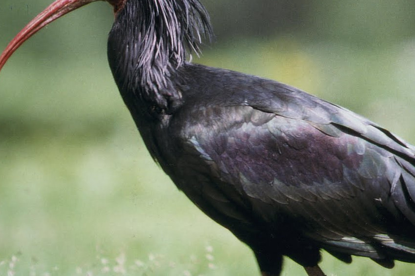 Kelaynaklara yeni yuva aranıyor