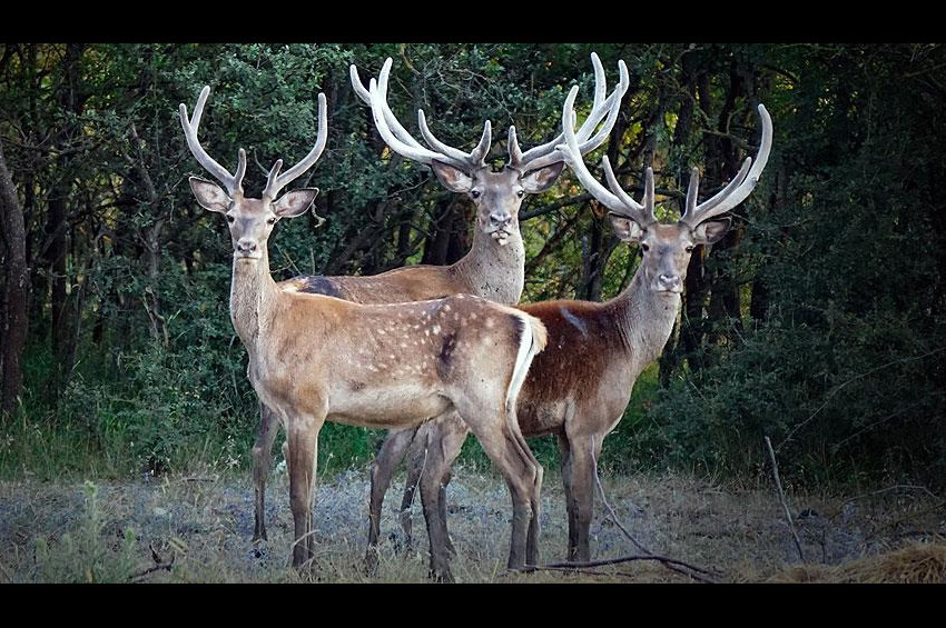 Kızıl geyik sayısı artıyor