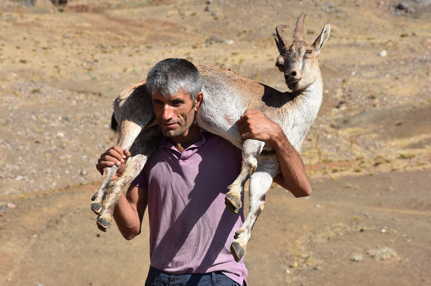 Sırtında dağ keçisi ile 17 kilometre yürüdü