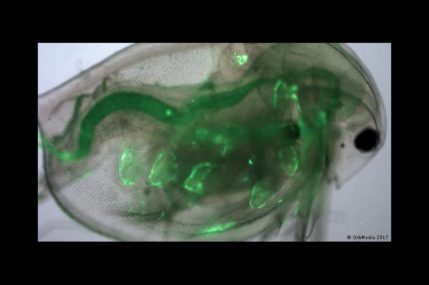 İçme suyunda mikro plastik paniği