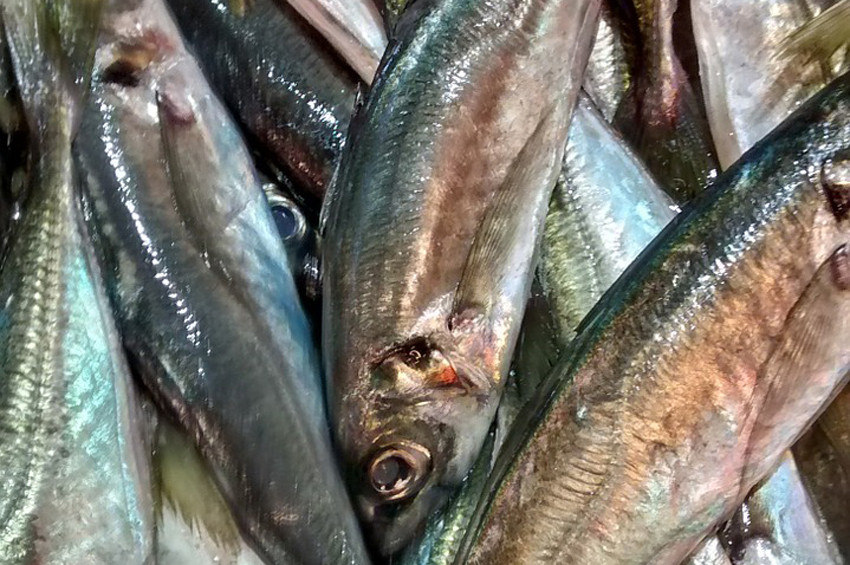 İstanbul Boğazında istavrit bolluğu