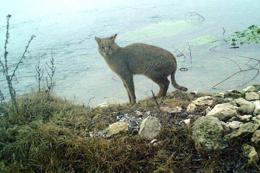 Saz kedisi Eskişehirde ilk kez görüntülendi