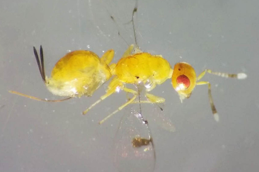 Megastigmus usakensis böceği keşfedildi