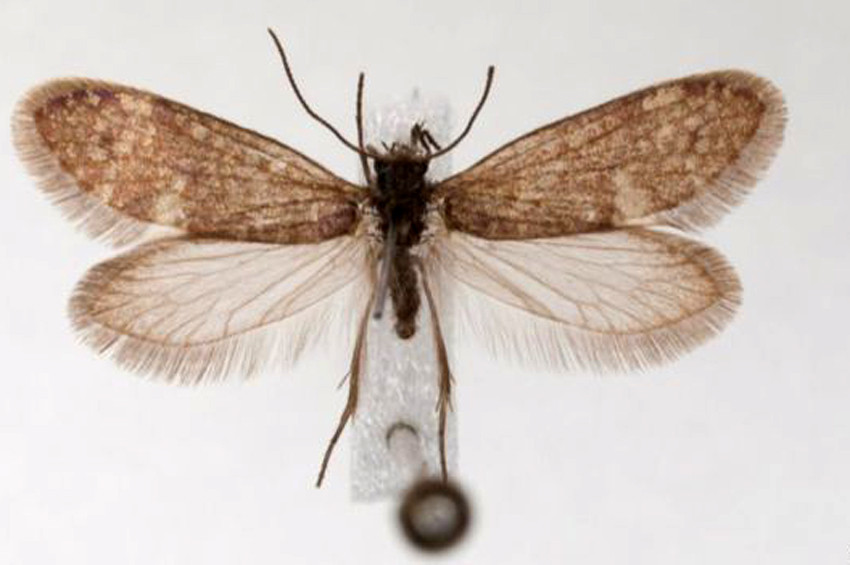 200 Milyon yıllık kelebek şaşırttı