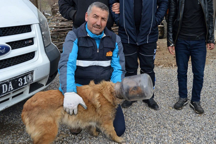 Kafası bidona sıkışan köpek