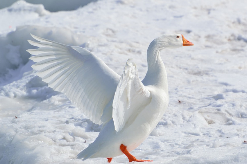 Geleneksel Kaz Yeme Gecesi