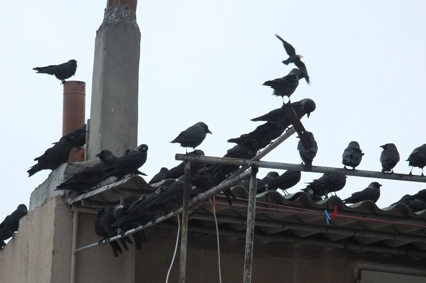 Bandırmayı kargalar istila etti