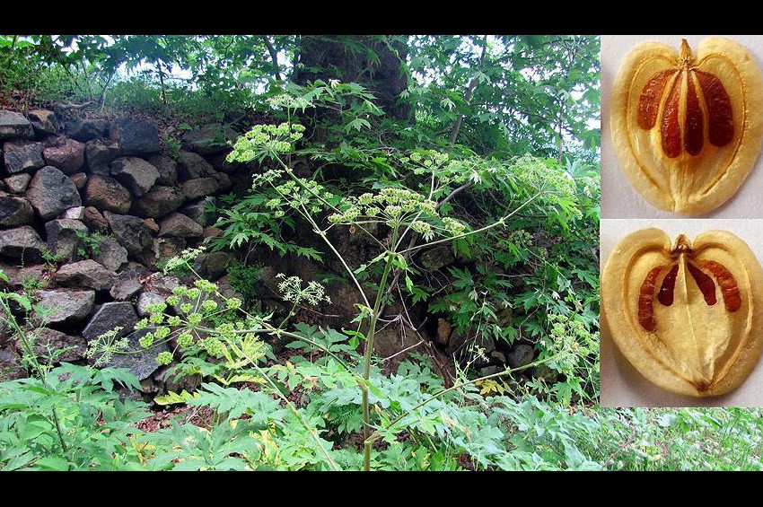 Amanos öğrek otu 154 yıl sonra tekrar bulundu