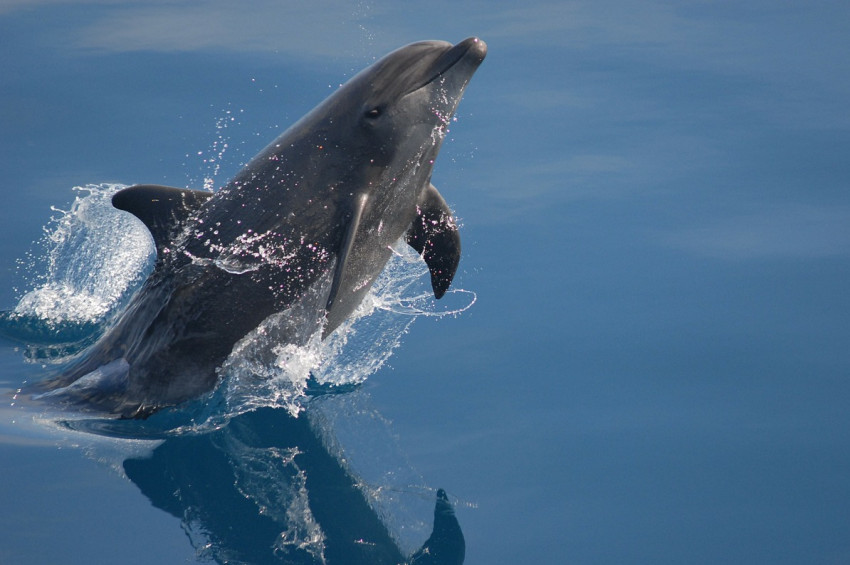 Bir yunus günde en az 10 kilo balık yemek zorunda