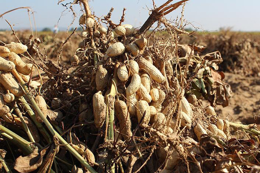 Meriçin ünlü yer fıstığı tescillendi