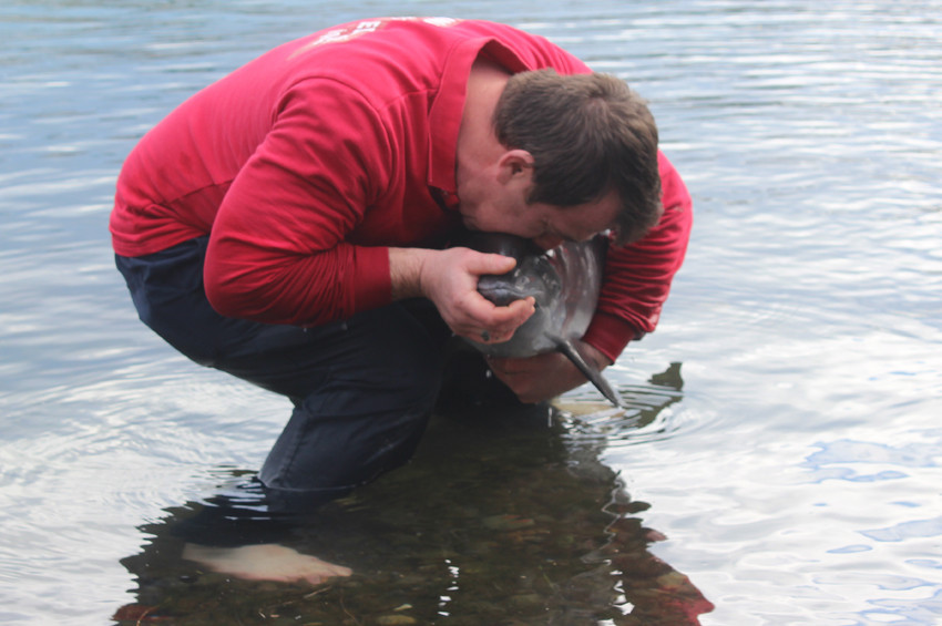 Suni teneffüs yapılan yaralı yunus kurtarılamadı