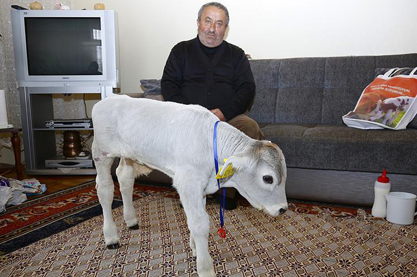Prematüre buzağısını evde besliyor