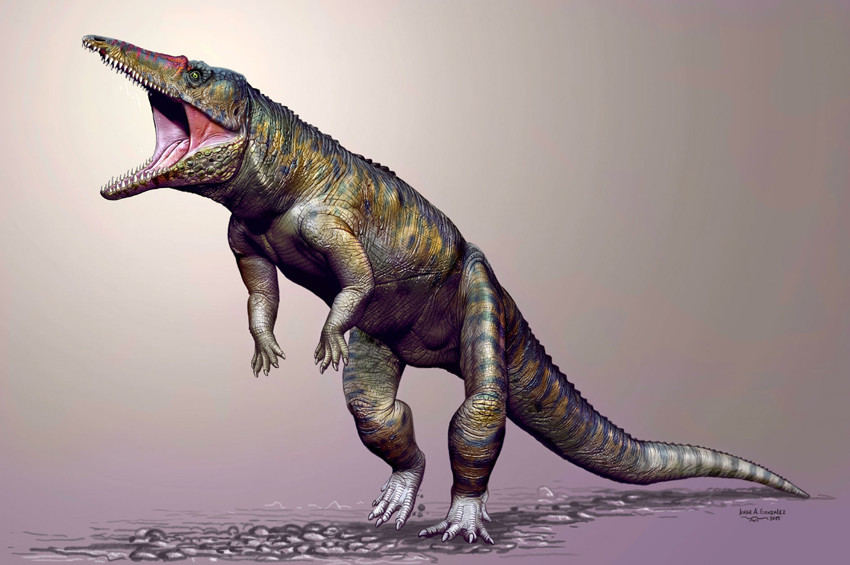 Türkiyede dinozor timsah fosili bulundu