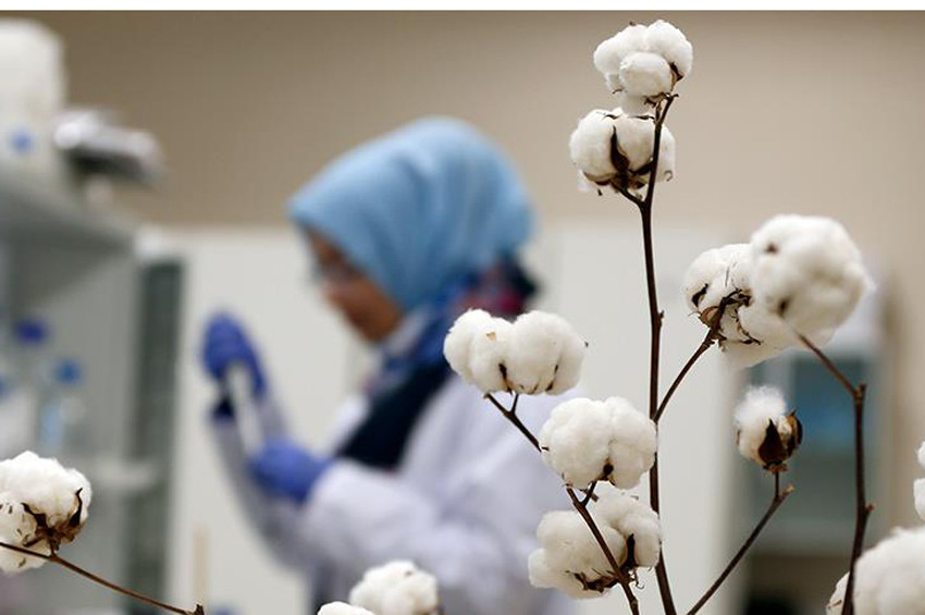 Laboratuvarda  yeni pamuk çeşidi geliştirildi