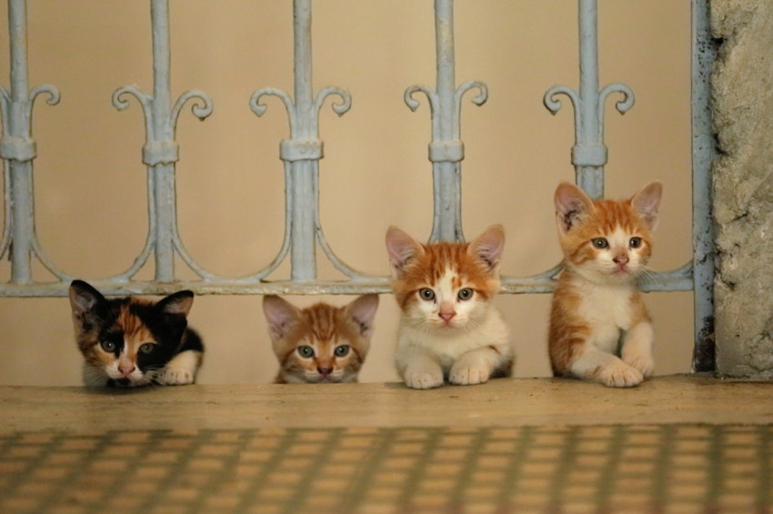 Kedi filmleri, Pera Film’de kedi severleri bekliyor