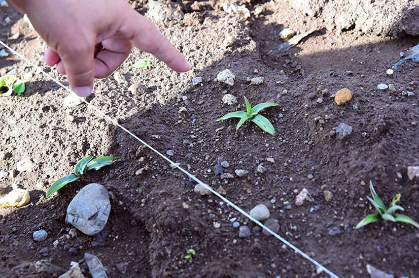 Kaçak yumrularla KOÜde orkide bahçesi kuruldu