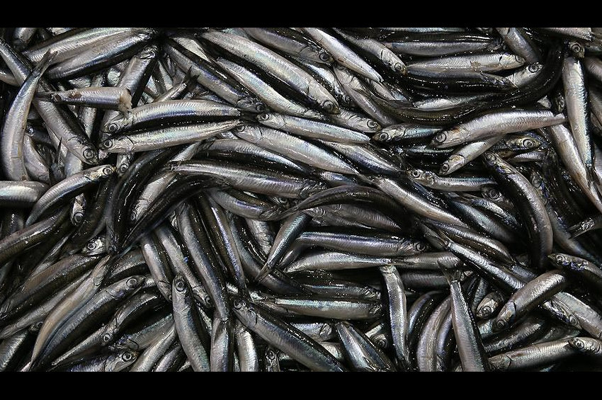 40 ton küçük boy hamsi yakalandı