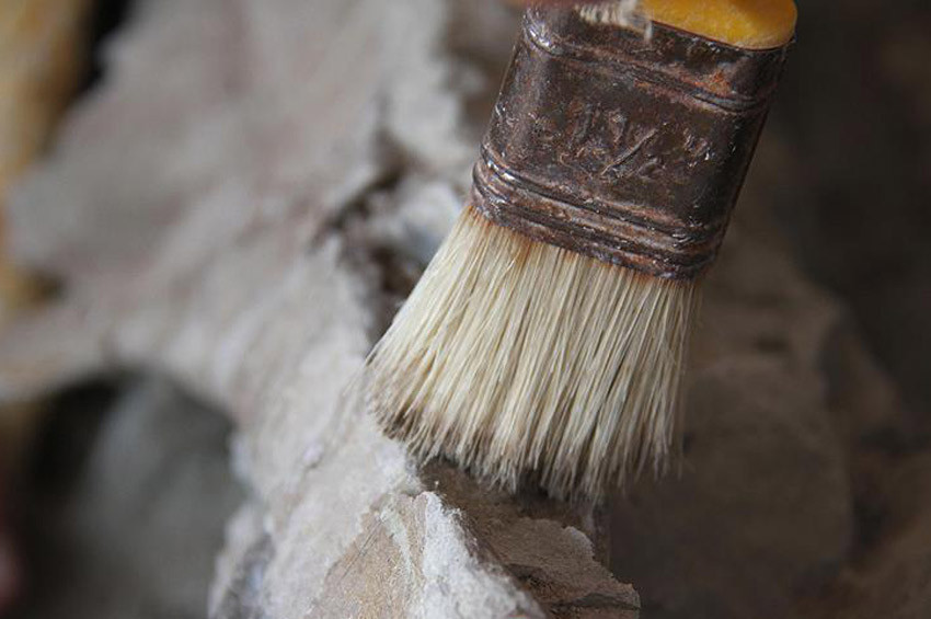 80 milyon yıllık dinozor yumurtası bulundu