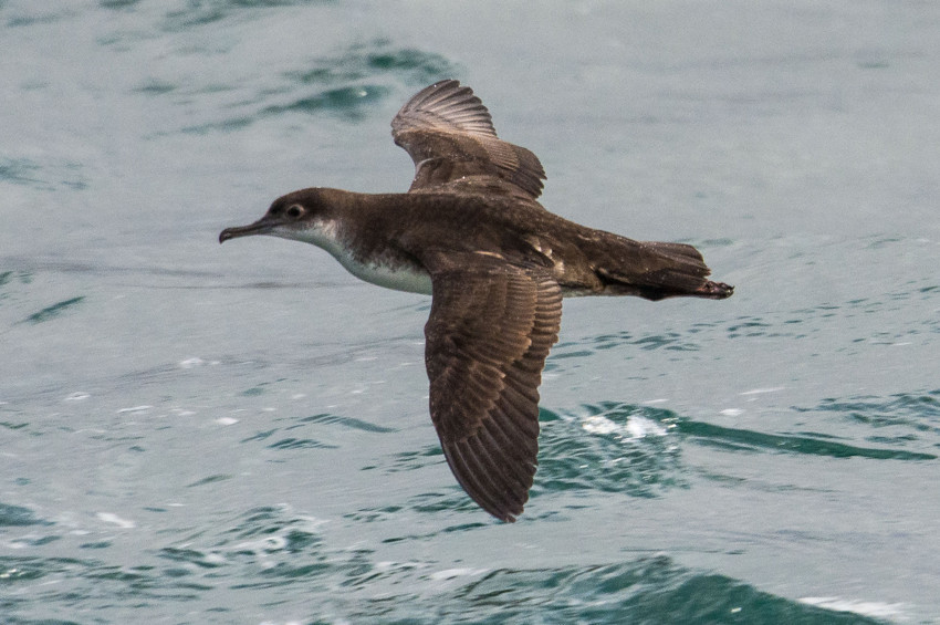 Van Gölü çekilince batık araziler ve tekneler ortaya çıktı