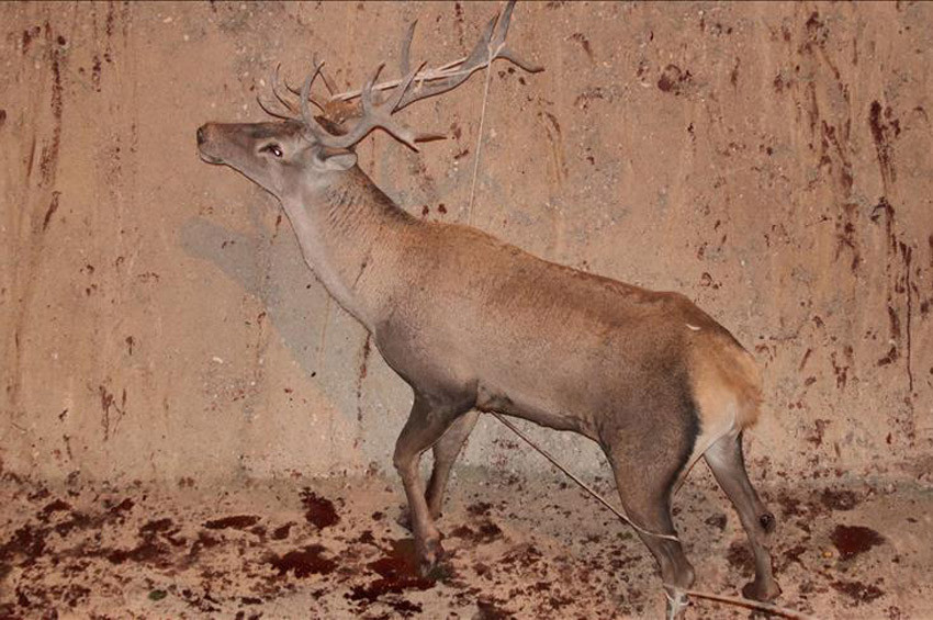 Boluda havuza düşen geyik vinçle çıkarıldı