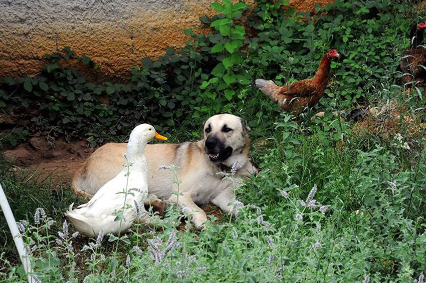 Ördek ile arkadaş olan köpek