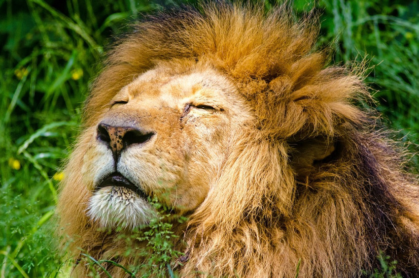 Hindistandaki aslanları keneler öldürüyor