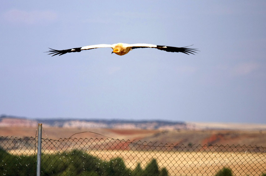 Kuş gözlemcileri tek tek Adanadan geçen kuşları saydı