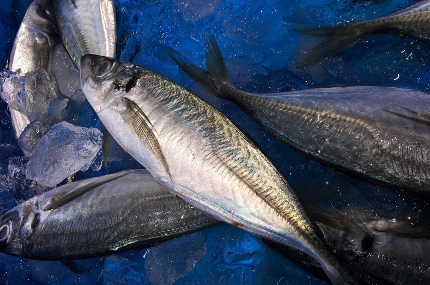 Palamut yerini istavrite bırakıyor