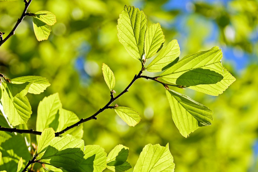 Yemenliler açlıktan yaprak yiyor