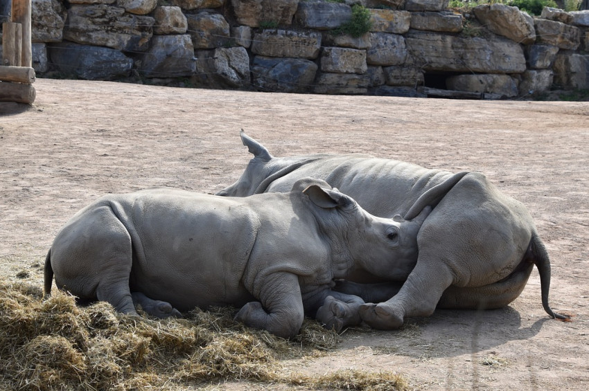 Çada götürülen 6 gergedandan 2si öldü