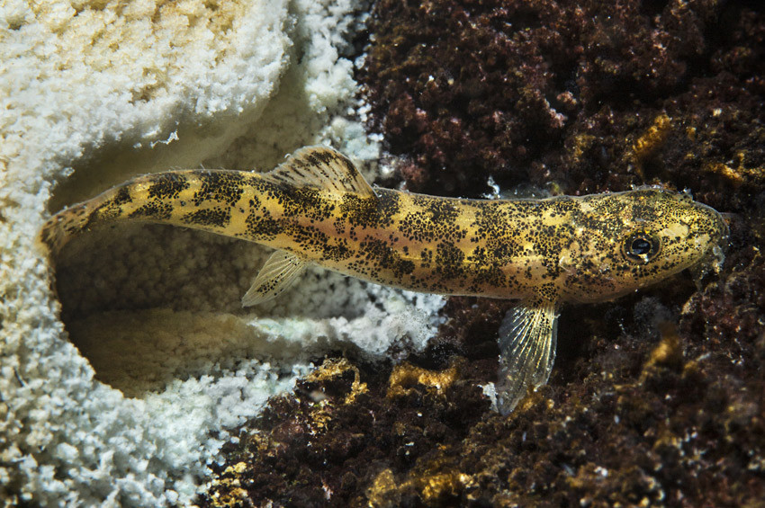 Van Gölünde ilk kez rastlanan balık türü araştırılacak
