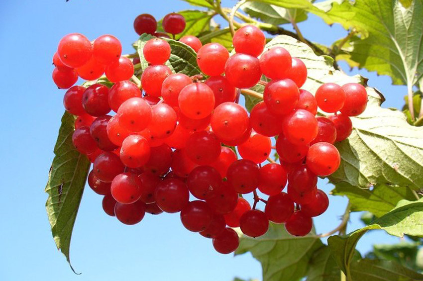Gilaburunun böbreğe yararı bilimsel olarak kanıtlandı