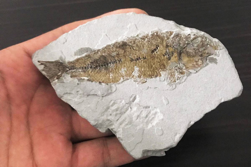 Muğlada 14 milyon yıllık balık fosili bulundu