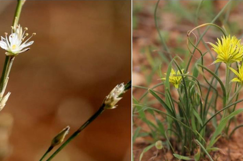 Türkiye keşfedilen iki yeni bitki dünya literatüründe