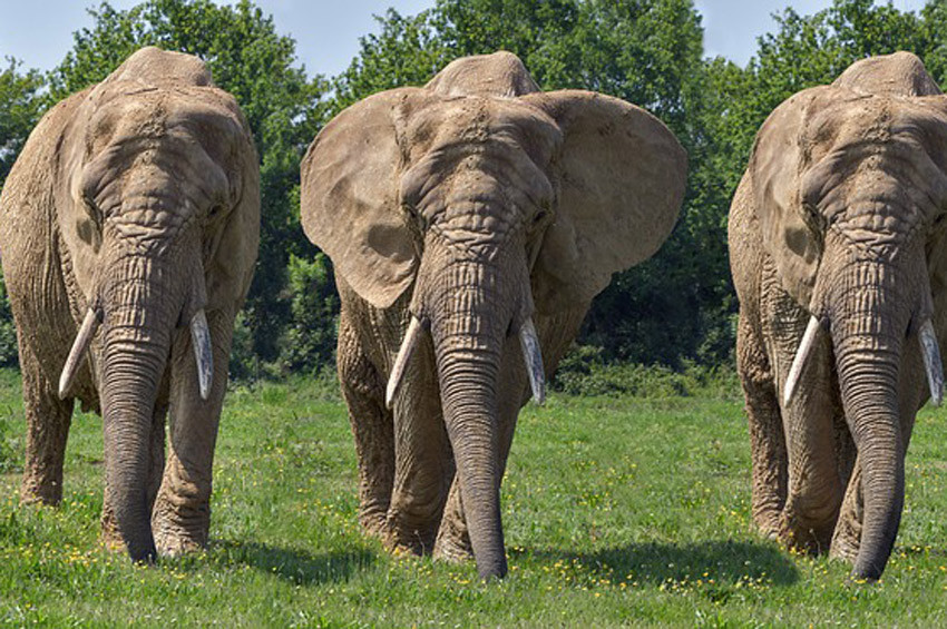 Sri Lankada filler 19 avcıyı öldürdü