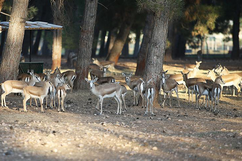 Köpeklerden kaçan ceylan denize atladı