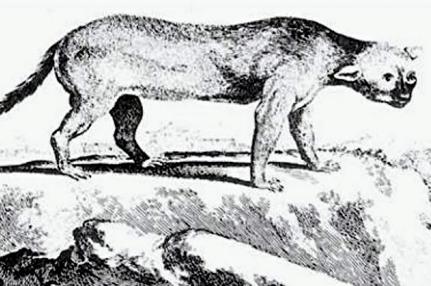 Gizemli Jamaika Memelisinin sırrı çözüldü