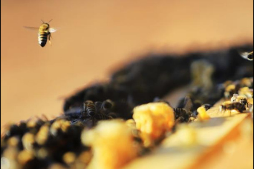 Toplu arı ölümleri zirai ilaçlardan kaynaklanıyor