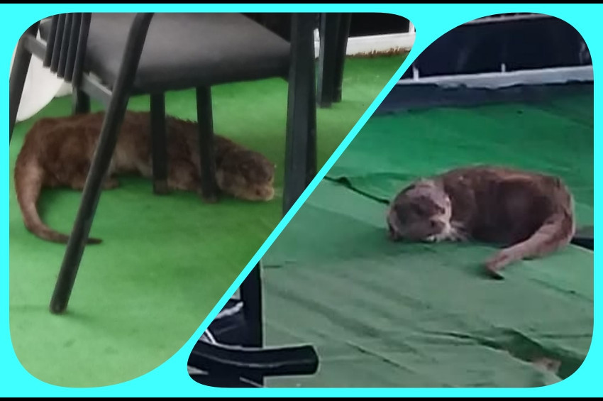 Şanlıurfada restoran bahçesinde su samuru bulundu