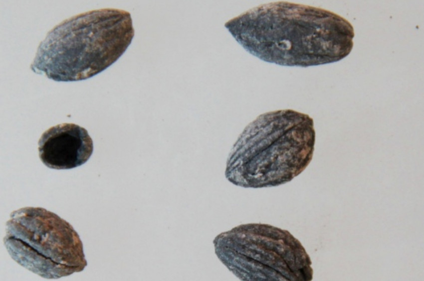 Kiliste 4 bin yıllık zeytin çekirdekleri bulundu